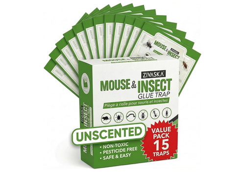 Untitled design - 2026-01-30T024321.165