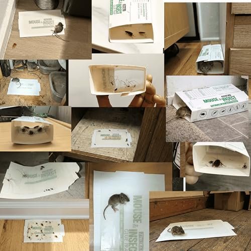 Sticky Mouse Traps